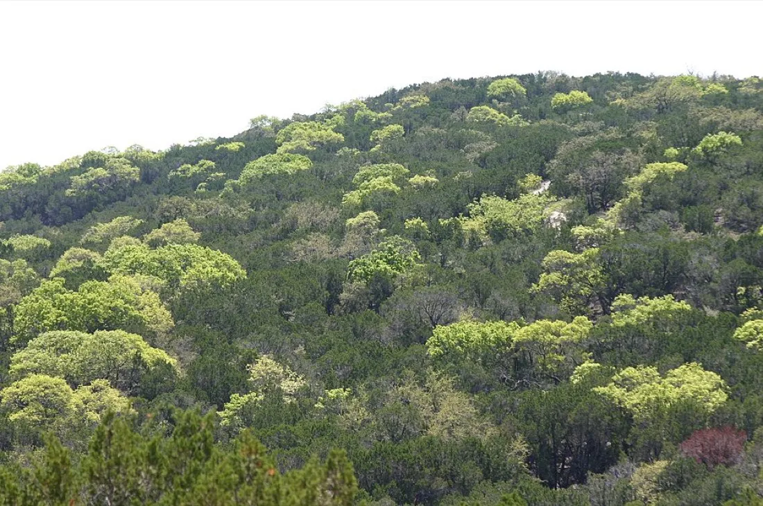Wooded Hill Country slopes in fresh spring leaf
