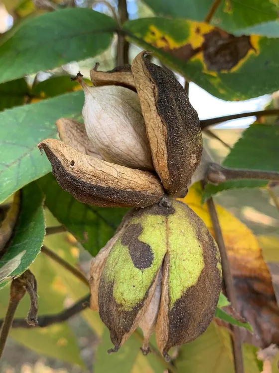 Hickory Nut (Carya ovata)