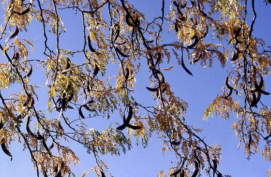 Honey Locust (Gleditsia triacanthos)