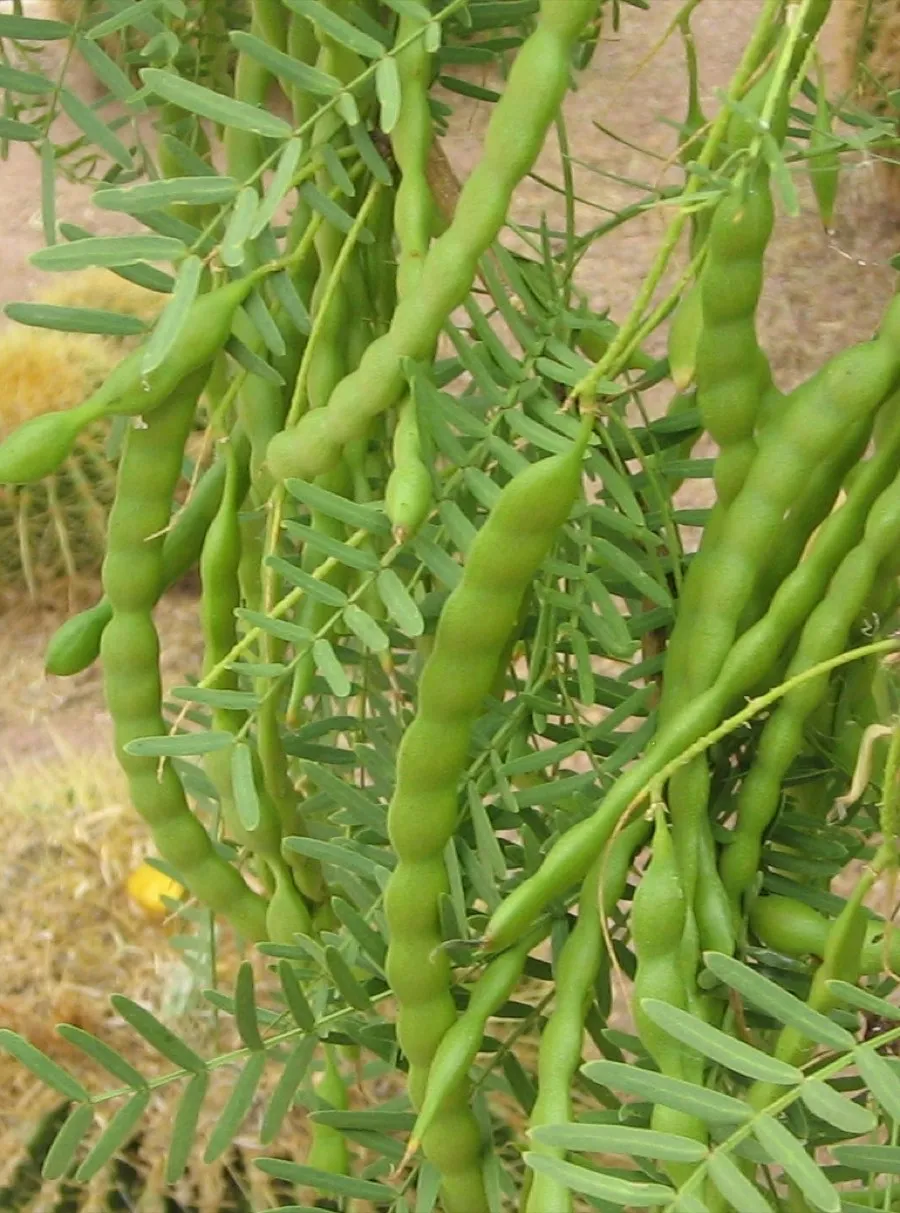 Honey Mesquite (Prosopis glandulosa)