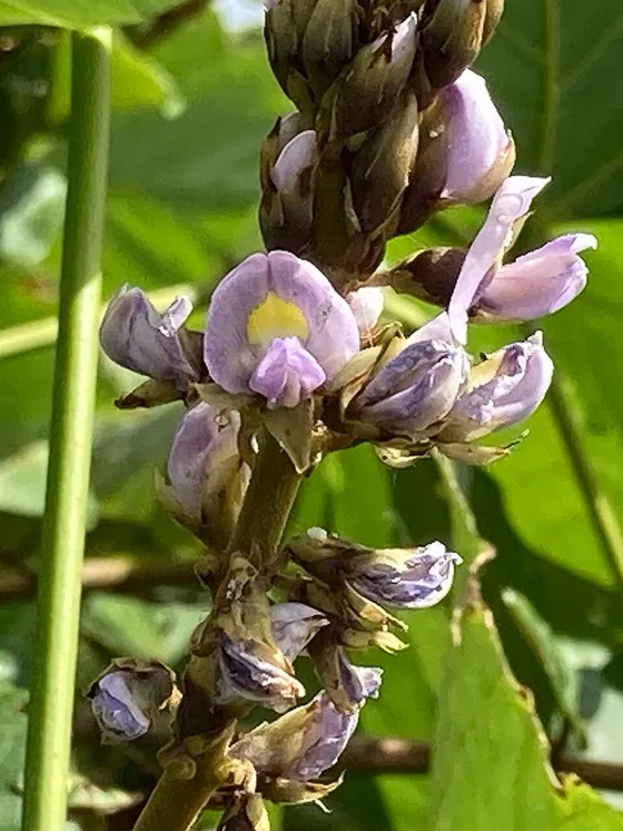 Kudzu (Pueraria montana)