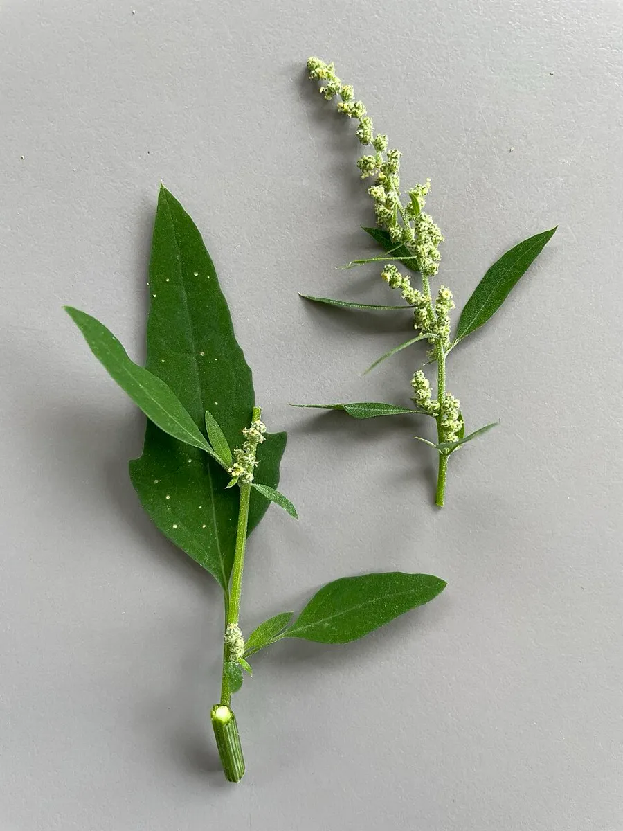 Lamb's Quarters (Chenopodium album)