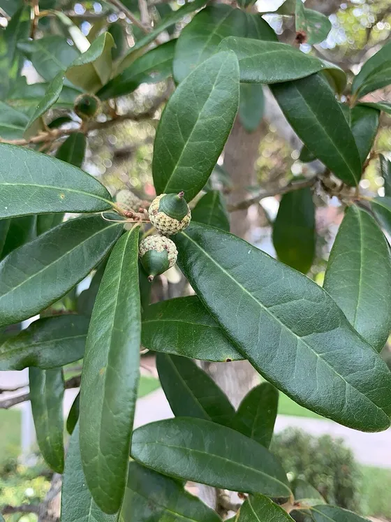 Live Oak Acorn (Quercus virginiana)