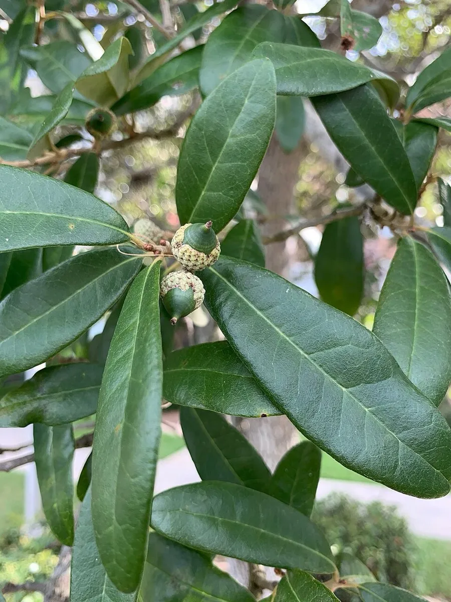 Live Oak Acorn (Quercus virginiana)