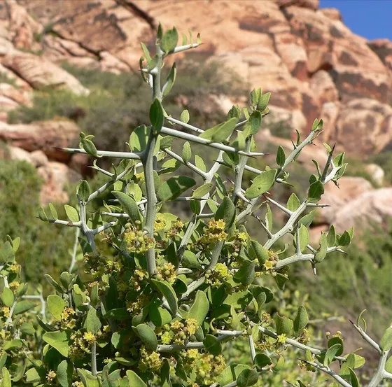 Lotebush (Ziziphus obtusifolia)