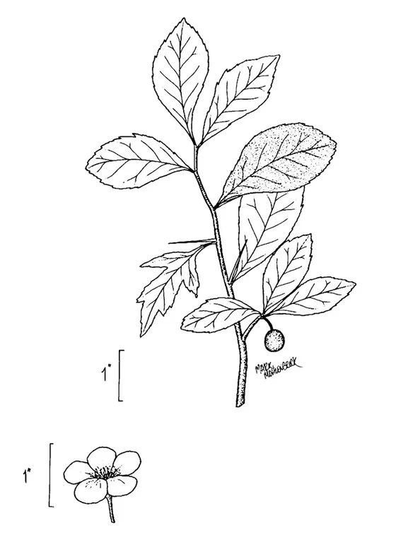 Mayhaw (Crataegus opaca)