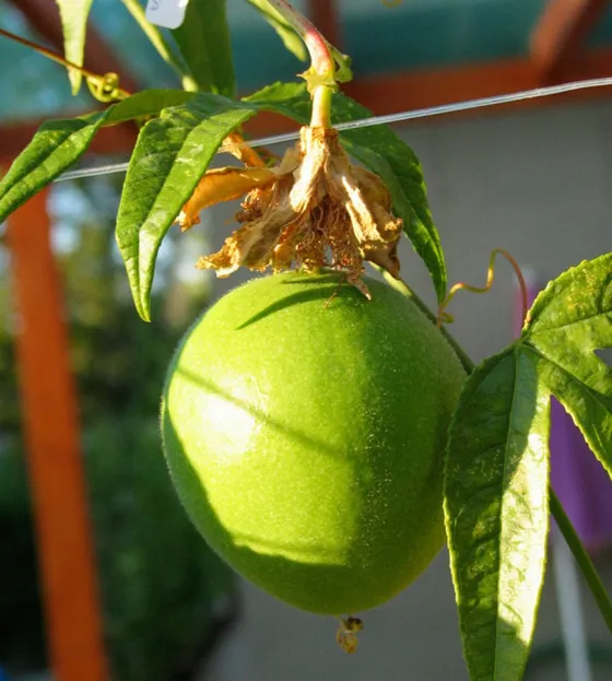 Maypop (Passiflora incarnata)