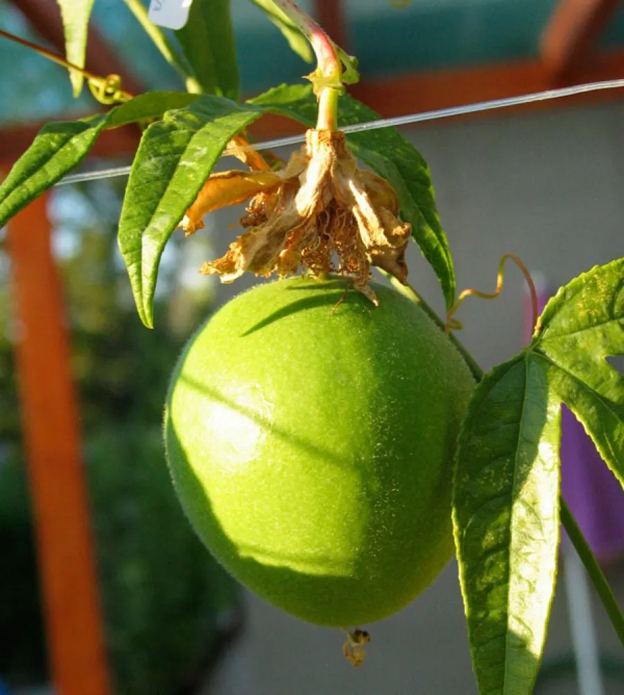 Maypop (Passiflora incarnata)