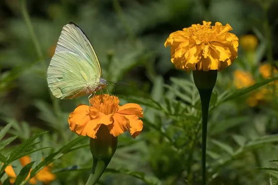 Mexican Mint Marigold (Tagetes lucida)