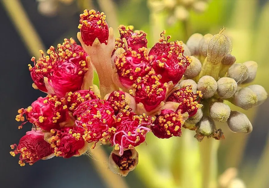 Mimosa (Albizia julibrissin)