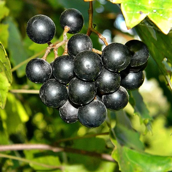 Muscadine Grape (Vitis rotundifolia)