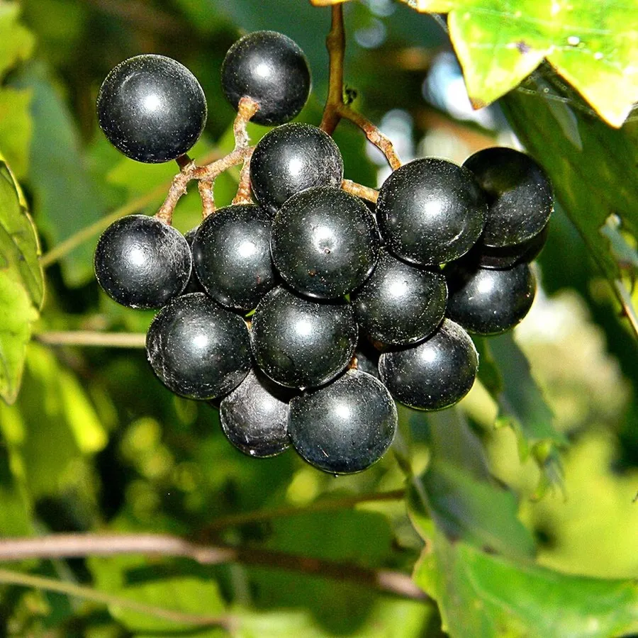 Muscadine Grape (Vitis rotundifolia)