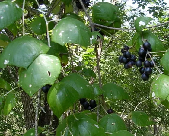 Mustang Grape (Vitis mustangensis)