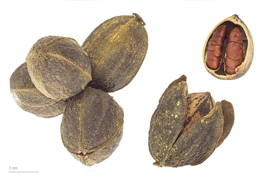 Pecan (Carya illinoinensis)