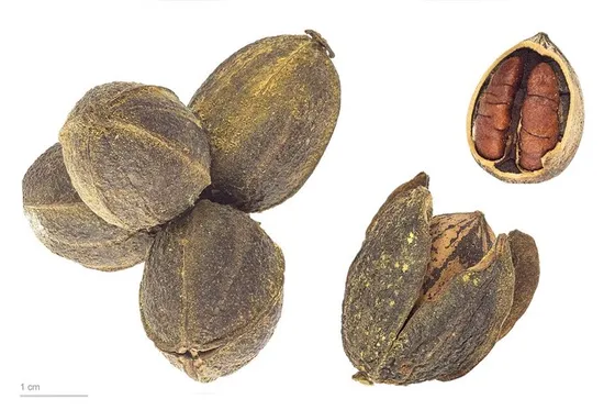 Pecan (Carya illinoinensis)