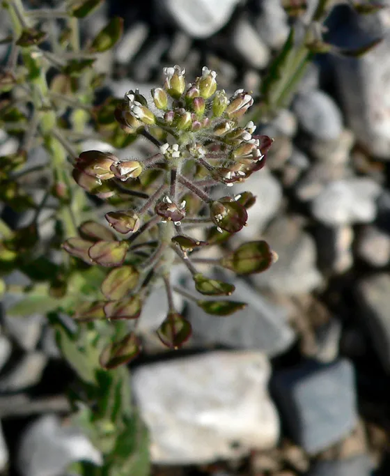 Peppergrass (Lepidium virginicum)