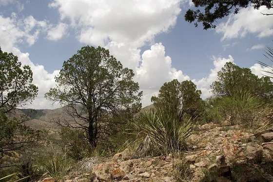 Texas Pinyon (Pinus remota)