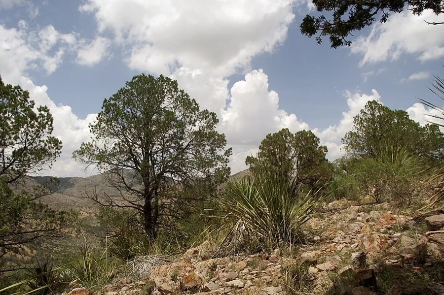Texas Pinyon (Pinus remota)