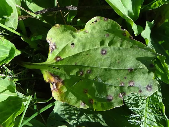Broadleaf Plantain (Plantago major)