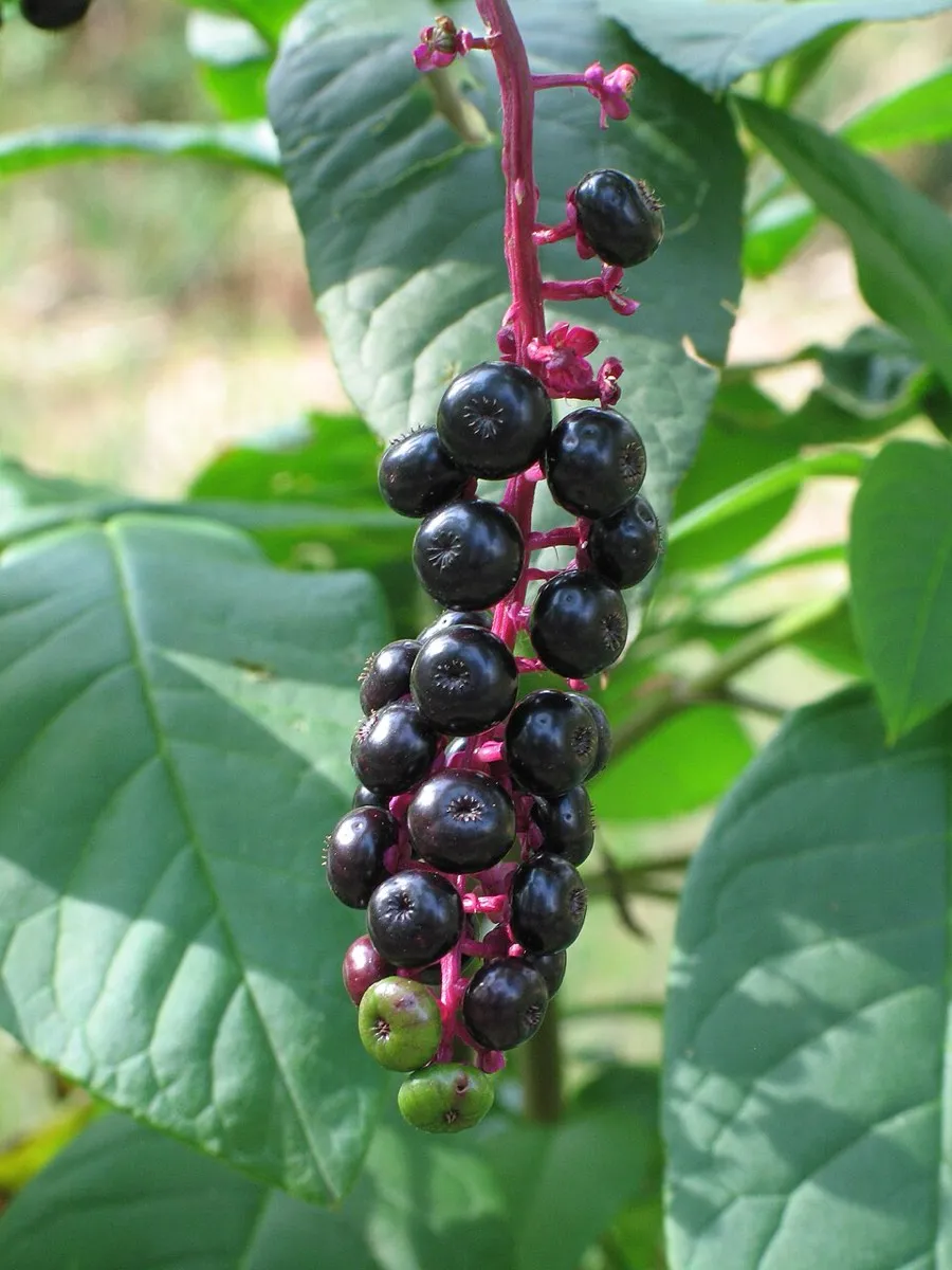 Pokeweed (Phytolacca americana)