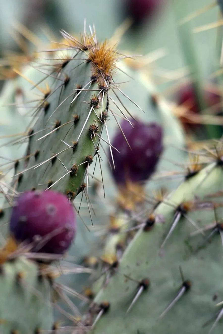 Prickly Pear (Opuntia engelmannii)