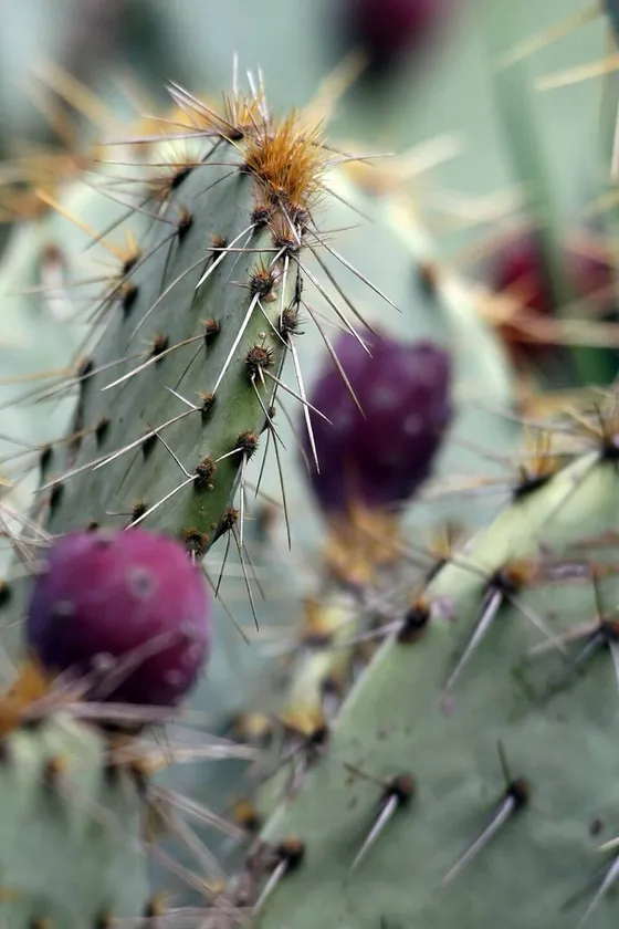 Prickly Pear (Opuntia engelmannii)