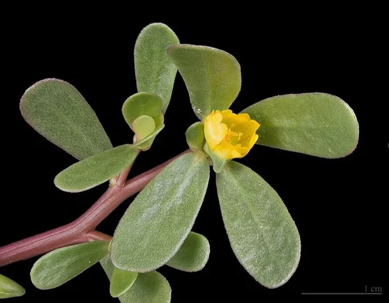 Purslane (Portulaca oleracea)