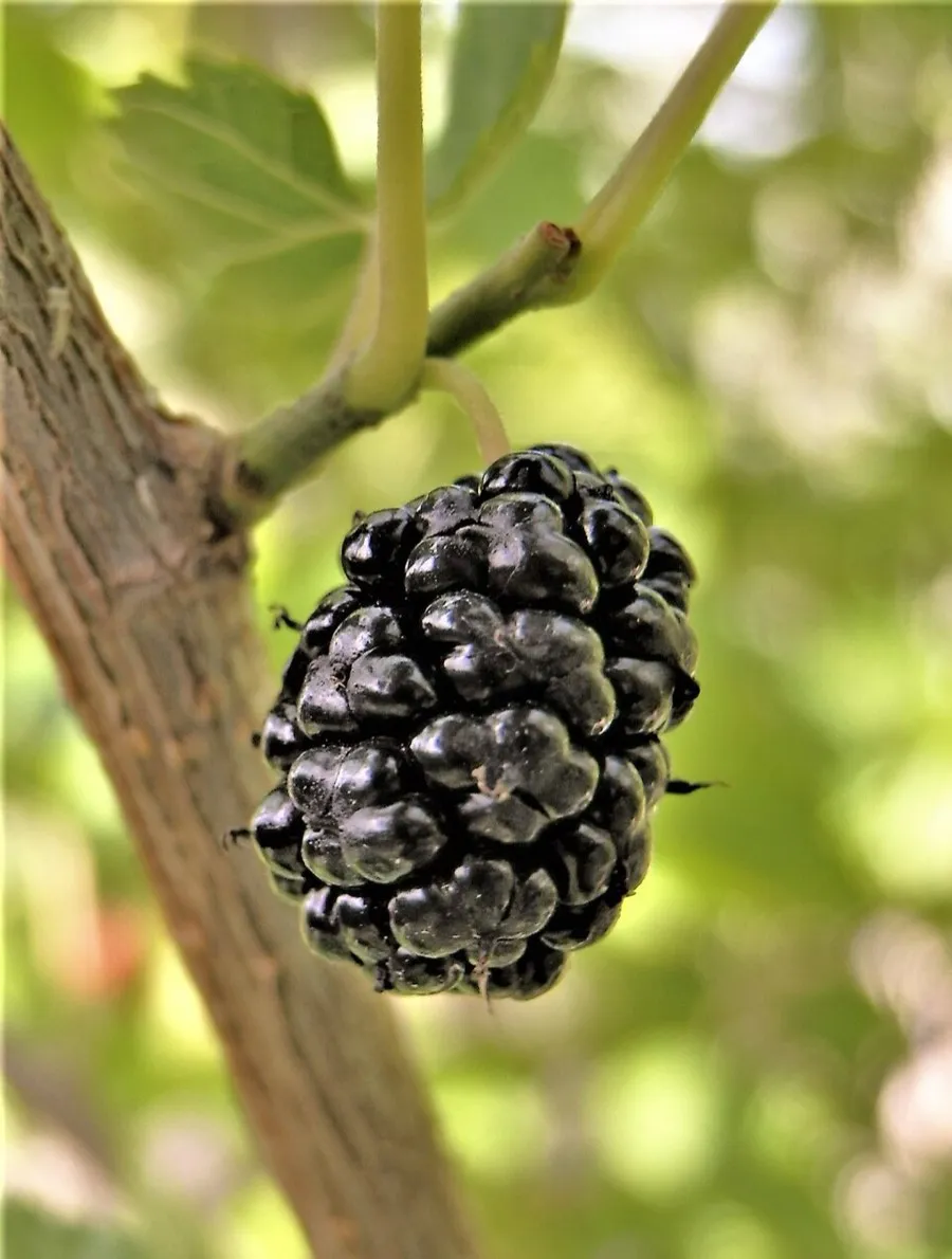 Red Mulberry (Morus rubra)