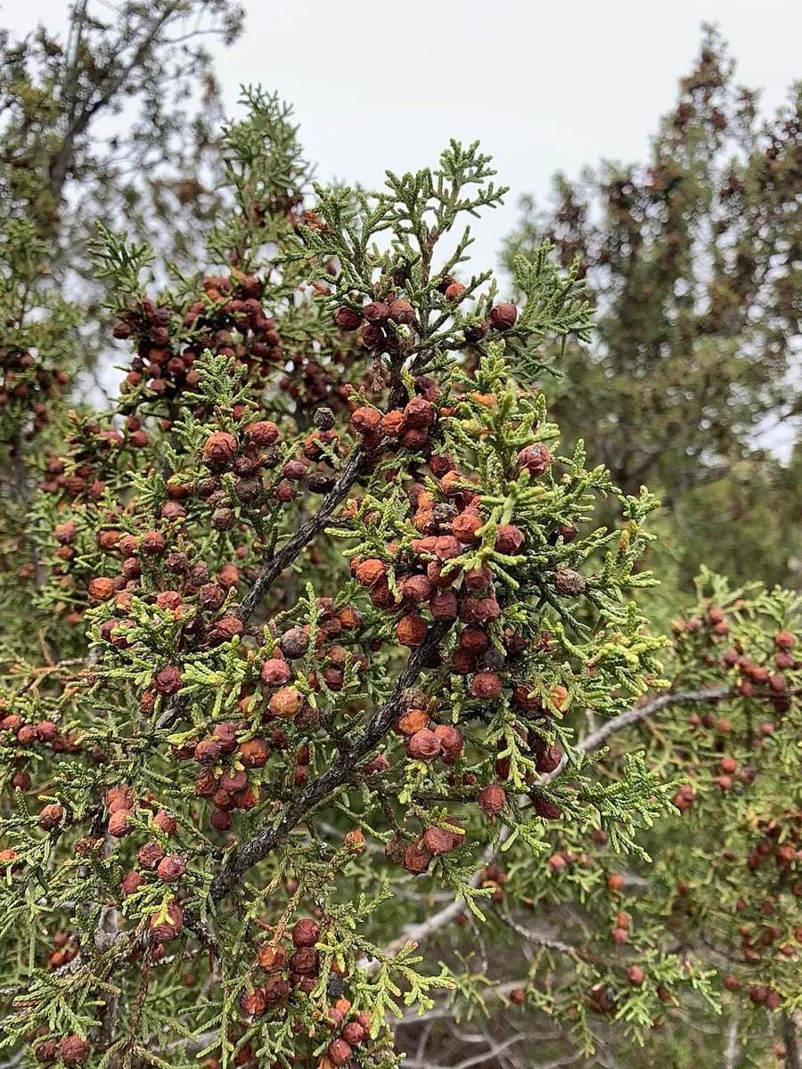 Redberry Juniper (Juniperus pinchotii)