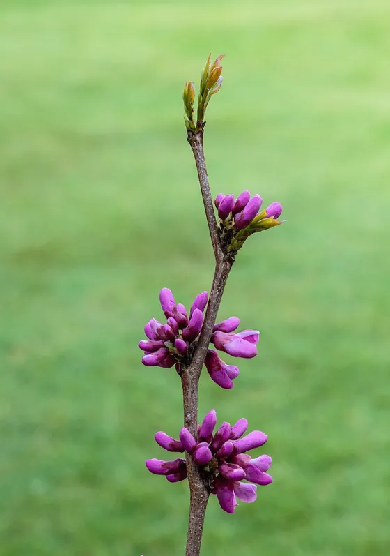 Eastern Redbud (Cercis canadensis)