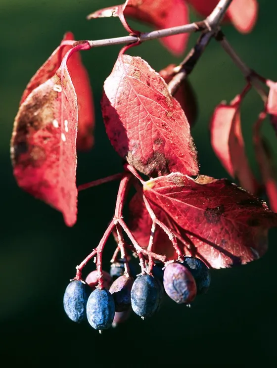 Rusty Blackhaw (Viburnum rufidulum)