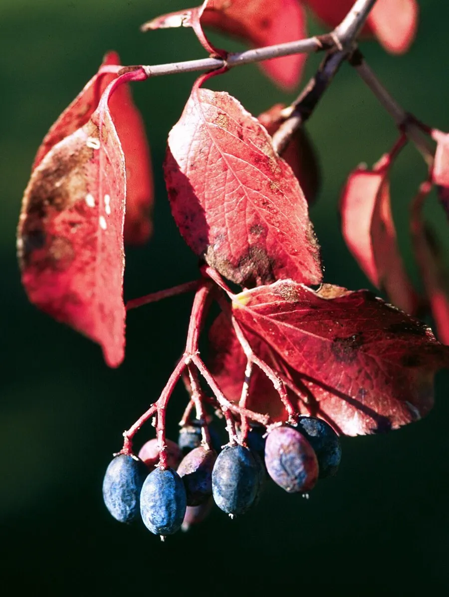 Rusty Blackhaw (Viburnum rufidulum)