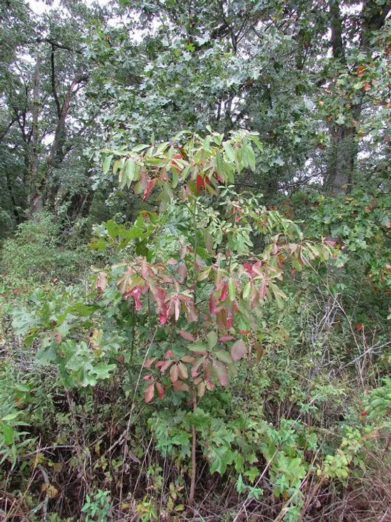 Sassafras (Sassafras albidum)