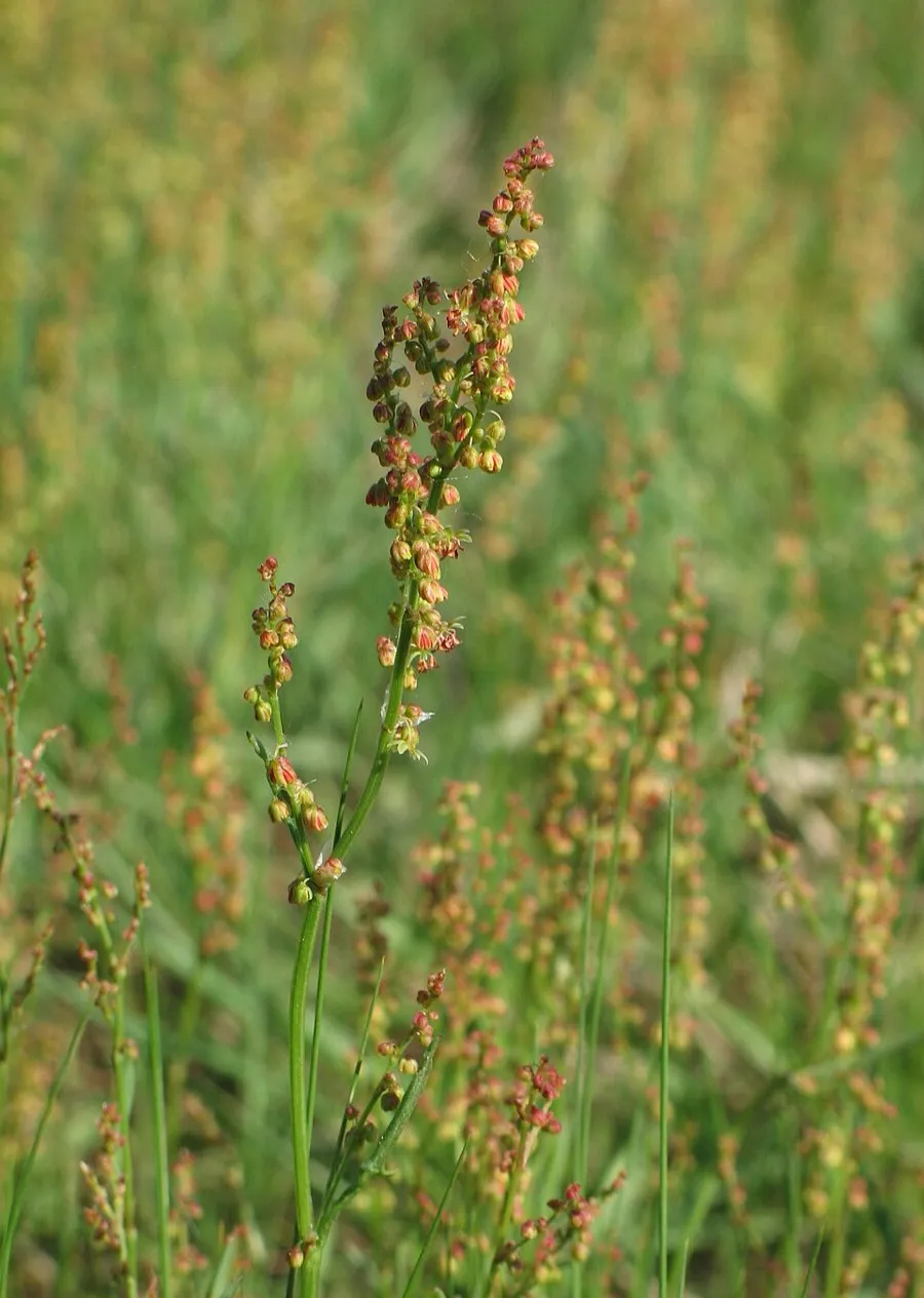 Sheep Sorrel (Rumex acetosella)