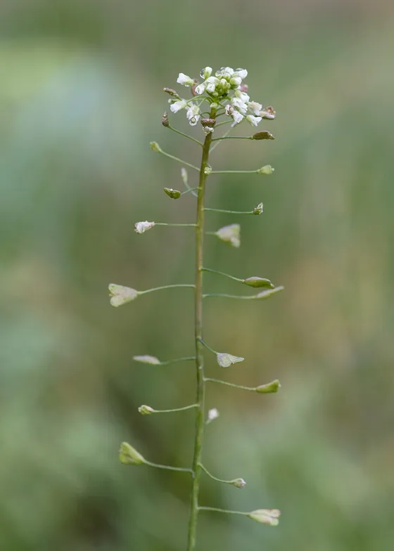 Shepherd's Purse (Capsella bursa-pastoris)