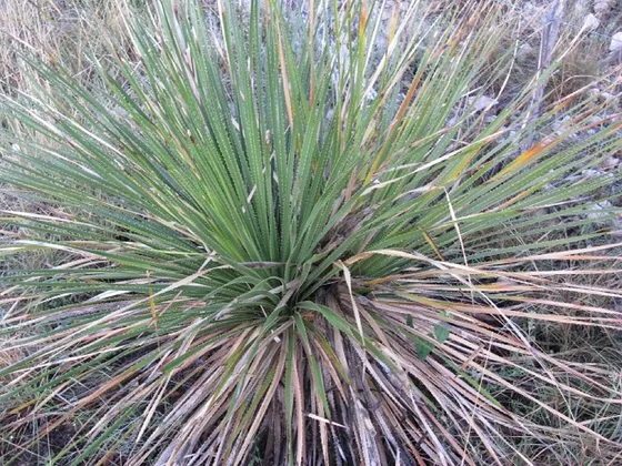Sotol (Dasylirion texanum)