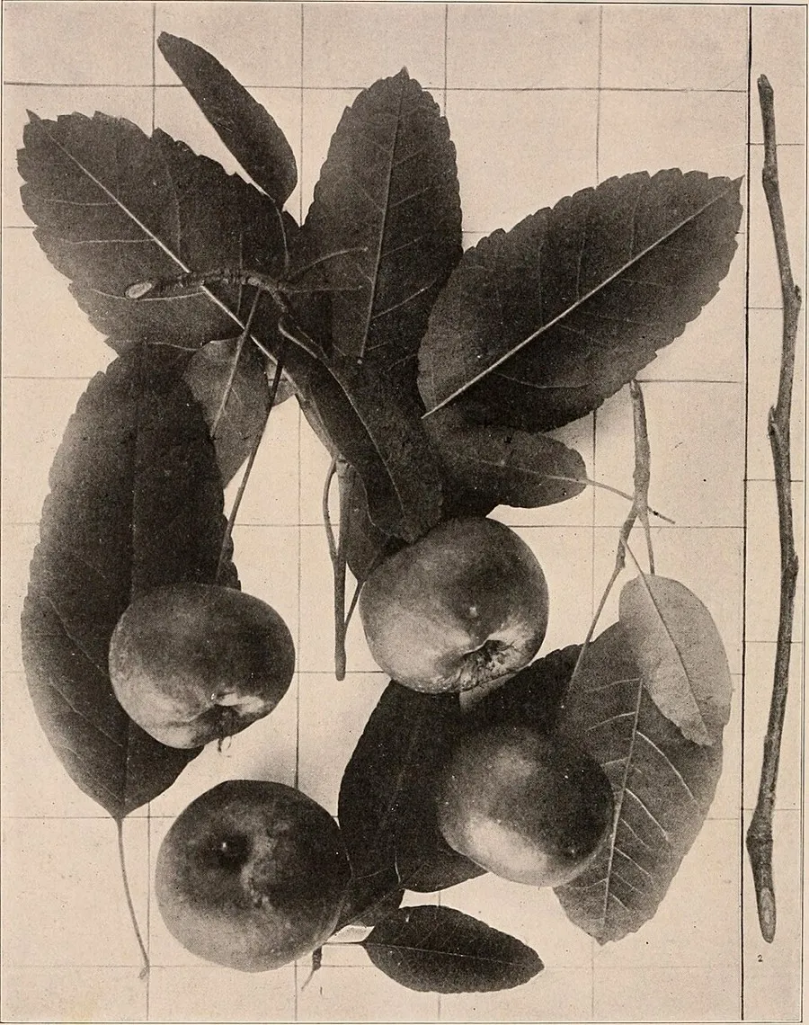 Southern Crabapple (Malus angustifolia)
