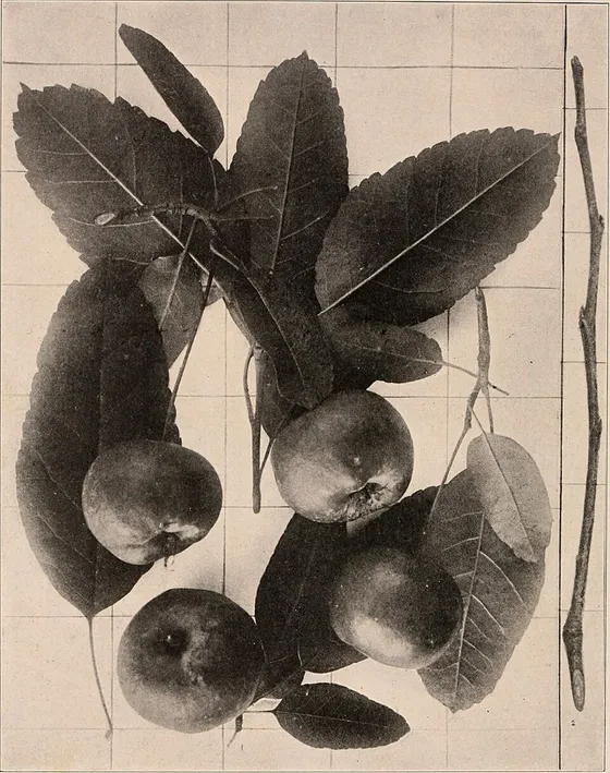 Southern Crabapple (Malus angustifolia)