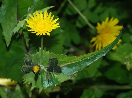 Sow Thistle (Sonchus oleraceus)