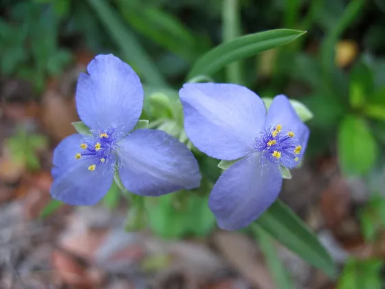 Spiderwort (Tradescantia ohiensis)
