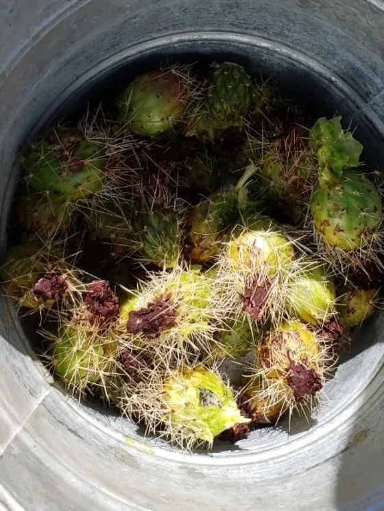 Strawberry Pitaya (Echinocereus enneacanthus)