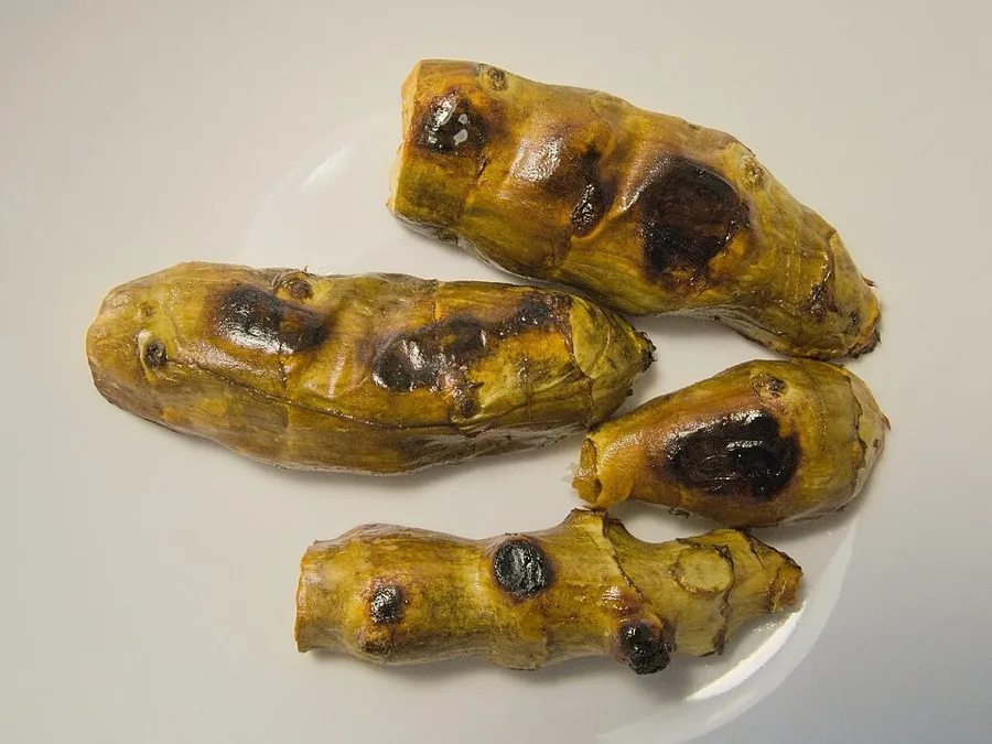 Sunchoke (Helianthus tuberosus)