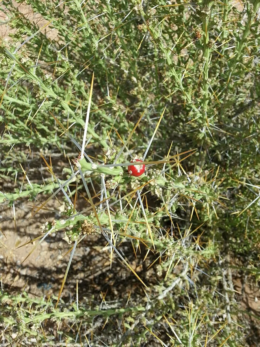 Tasajillo (Cylindropuntia leptocaulis)