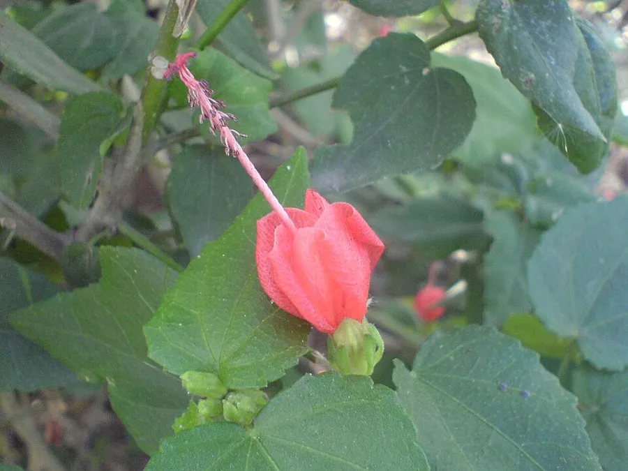 Turk's Cap (Malvaviscus arboreus var. drummondii)