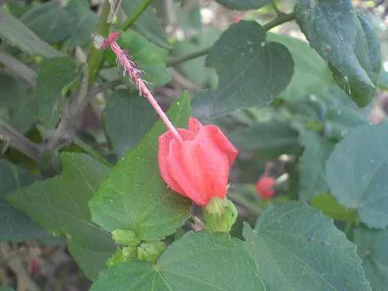 Turk's Cap (Malvaviscus arboreus var. drummondii)