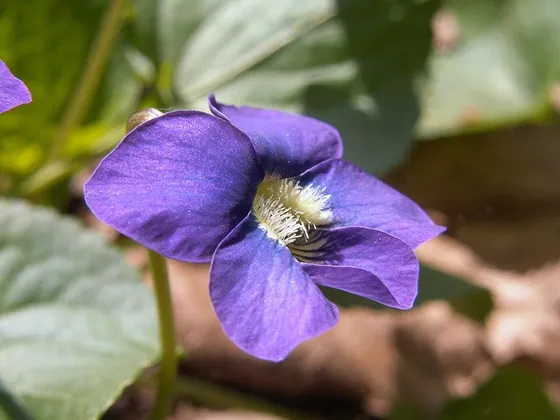 Common Blue Violet (Viola sororia)