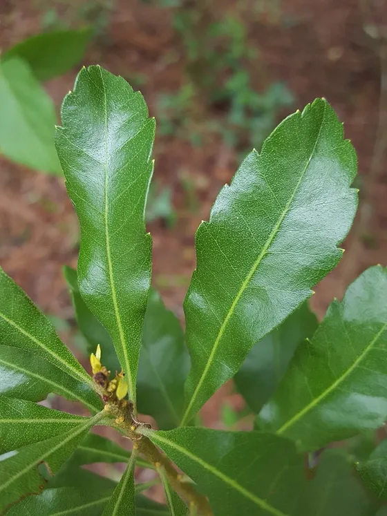 Wax Myrtle (Morella cerifera)