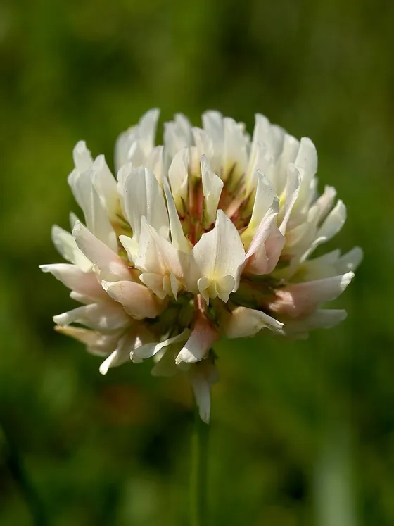 White Clover (Trifolium repens)