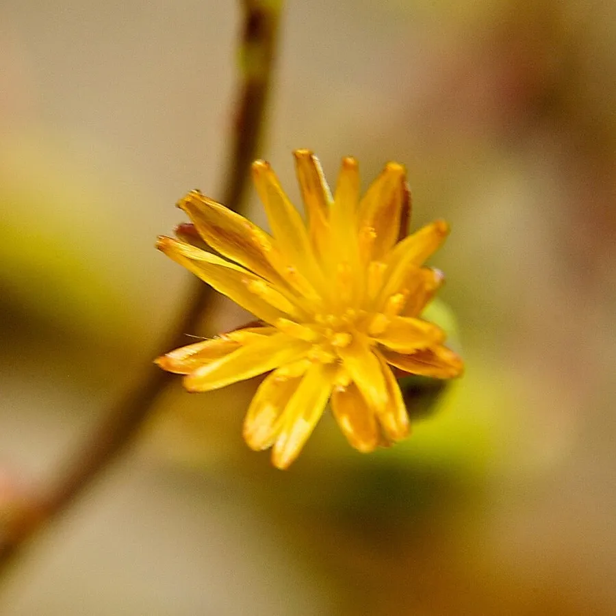 Wild Lettuce (Lactuca canadensis)