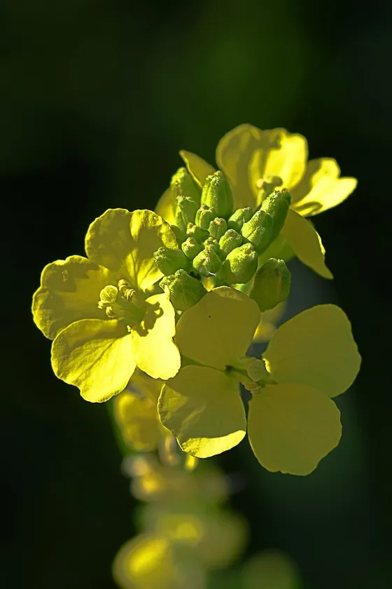Wild Mustard (Sinapis arvensis)